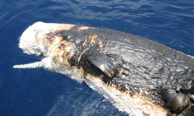 A dead sperm whale floating in the Gulf of Mexico, seen from the deck of NOAA ship Pisces on 15 June 2010. This was the first confirmed sighting of a dead whale since the BP oil spill in the Gulf of Mexico in April that year. NOAA via guardian.co.uk