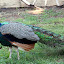 A Peacock At Churchill Farm - Phillip Island, Australia