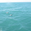 Two Hector Dolphins Popping Out Of The Water - Akaroa, New Zealand