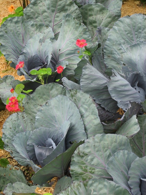 [red-cabbage-with-nasturtiums%255B3%255D.jpg]