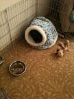 Wolfie, you silly Frenchie!  You sure look cozy in your covered bed!  I wonder if Francesca and Sharkey would like something like that for Christmas?