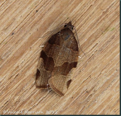 Barred-Fruit-Tree-Tortrix-3