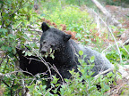 glacier_national_park_-_2009