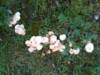 Sep 12 - Fungi