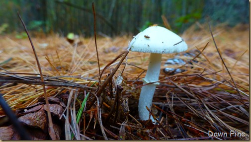 mushrooms_009