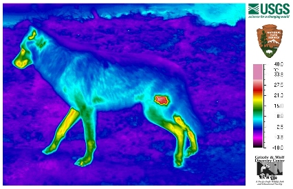 Mange_Thermal1_Logos.jpg