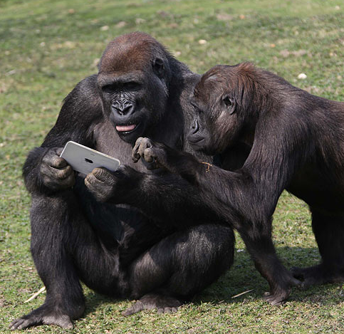 [iPad-gorila-usability%255B3%255D.png]