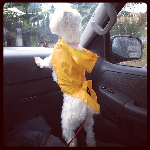 [hurricane-sandy-dogs-32%255B2%255D.jpg]