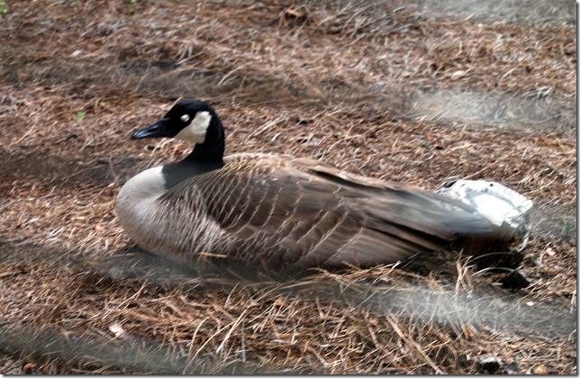 Mama goose through window