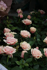 DSC01037.JPG