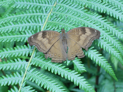 Another resident of the jungle