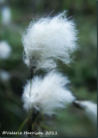 25 cotton-grass