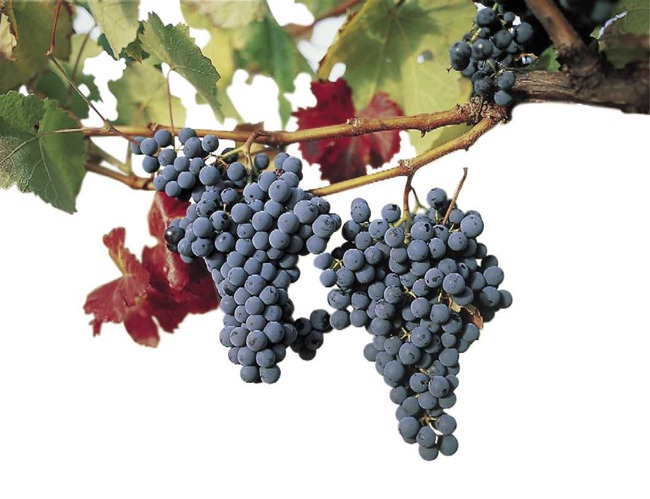 tempranillo-blog-peninsula-vinhos