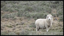 IMG_4358 IMG_4358