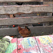 Wycieczka do Kłody 2013-10-11 005.JPG