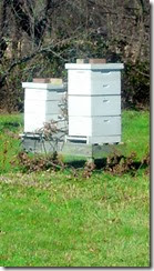 new bee hives