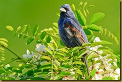 Blue GrosebeaK_ROT2660West Virginia - Bombay Hook  NIKON D3S May 09, 2011