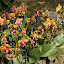 orchid_0073.JPG