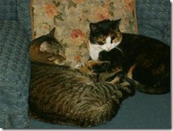 Tigger and Aria often lounged together - this time on "my chair"