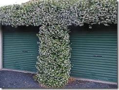 Star Jasmine in situ 2013