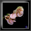 P1160750mg.JPG
