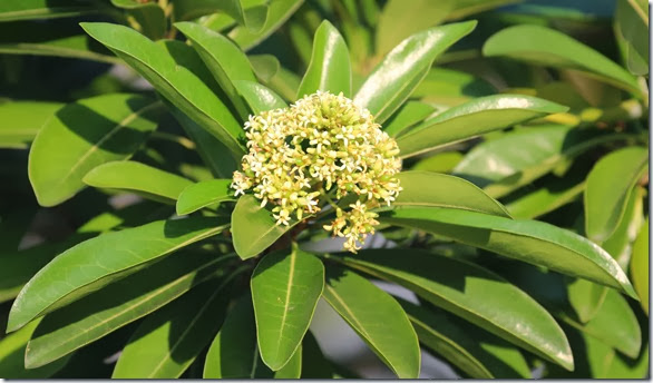 Pittosporum ferrugineum Pittosporum ferrugineum