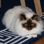 Dexter-sommer-2009.JPG