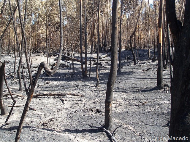 [Incendio%2520en%2520Rocha%2520%252821.12.11%2529_Wilde%2520Macedo%2520Rocha%2520Wilde%2520Macedo%2520%252810%2529%255B2%255D.jpg]