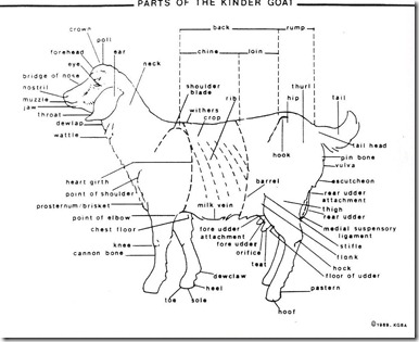 Evaluation Parts of a Kinder goat Modified Evaluation Parts of a Kinder goat Modified