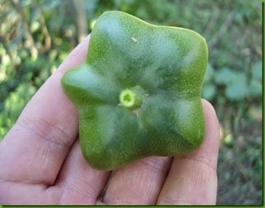 Plukenetia volubilis 2 Plukenetia volubilis 2