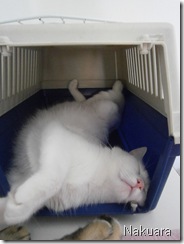 Apple durmiendo Apple durmiendo