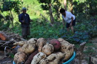 pinoyecofarm january _0124.JPG