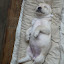 Chiots