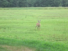 7.26.2012 deer on morse bros bog facing woods listening and watching4