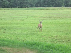 7.26.2012 deer on morse bros bog facing woods listening and watching4 7.26.2012 deer on morse bros bog facing woods listening and watching4