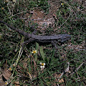 Eastern Bearded Dragon