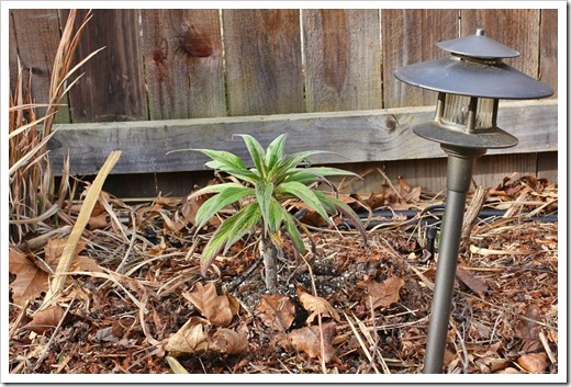 120219_Echium-Mr-Happy 120219_Echium-Mr-Happy