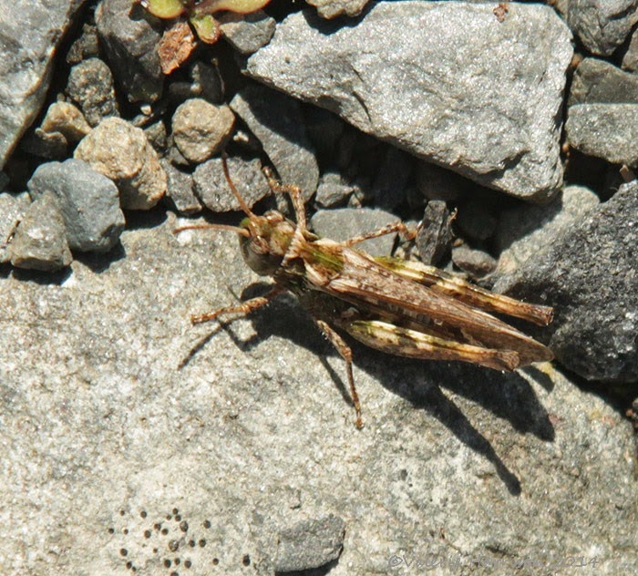 [Mottled-grasshopper2.jpg]