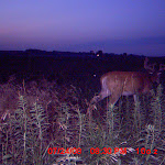 nichols deer 095.JPG