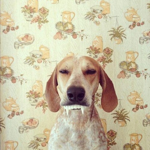 [funny-animals-cute-7%255B2%255D.jpg]
