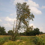 Bäume