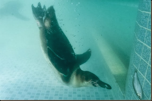 penguin underwater swimming