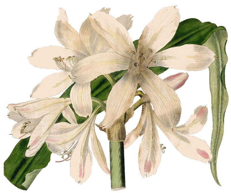 [amaryllis-clipart-graphicsfairy007esm%255B4%255D.jpg]