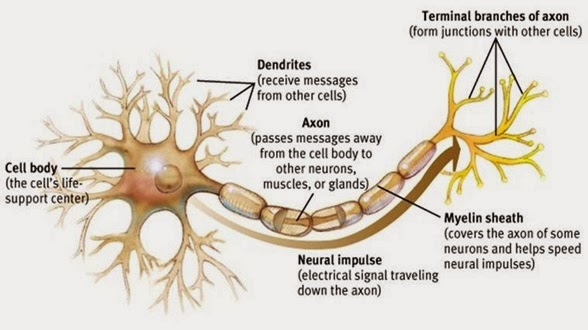 Axon and dendrites