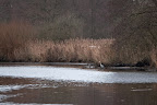 Graureiher an der Hamme Graureiher an der Hamme
