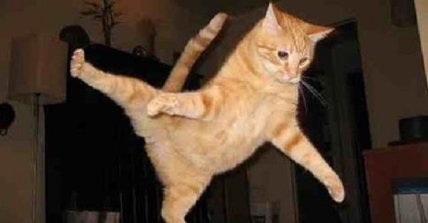 Alguns gato não sabem pular Alguns gato não sabem pular