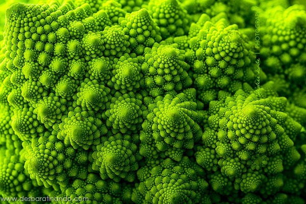 natureze-nature-padrao-pattern-desbaratinando (7) natureze-nature-padrao-pattern-desbaratinando (7)