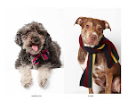 Maximillion and Shane showcase the winter accessories line.
(See animal details at link below blog post- The Humane Society of NY)  Photo credit: Richard Phibbs