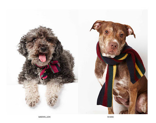 Maximillion and Shane showcase the winter accessories line.
(See animal details at link below blog post- The Humane Society of NY) Photo credit: Richard Phibbs Maximillion and Shane showcase the winter accessories line.
(See animal details at link below blog post- The Humane Society of NY) Photo credit: Richard Phibbs