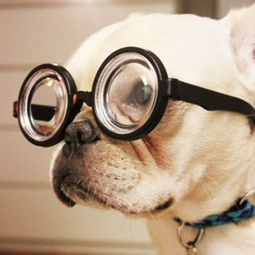 DOG_GLASSES